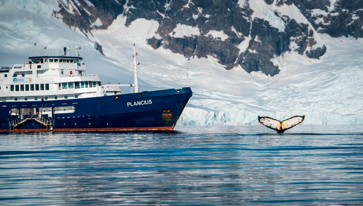 /mira-un-pinguino-empresa-sortea-gran-expedicion-a-la-antartica