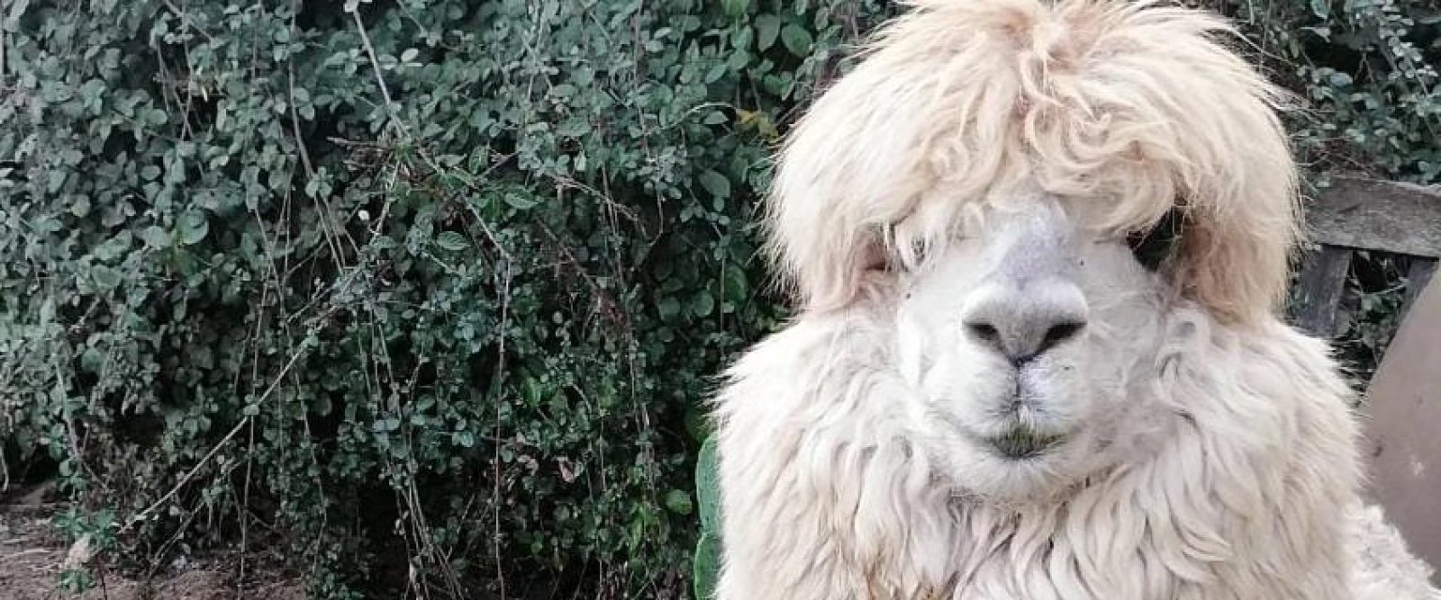 Activan búsqueda por alpaca desaparecida en Quilpué