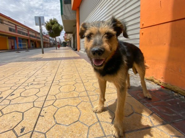 Perro recibió radioterapia en Hospital Base de Valdivia