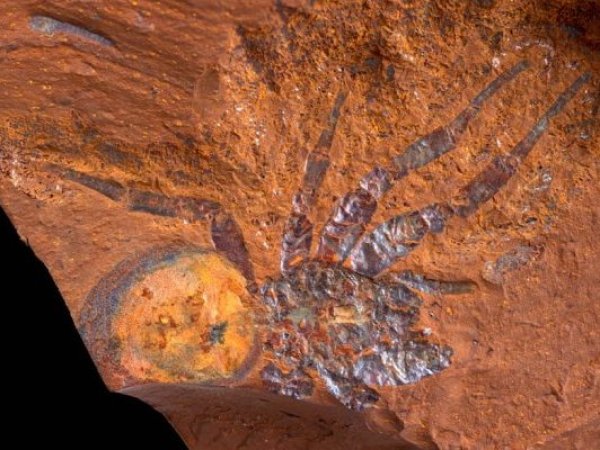 Vivió hace 16 millones de años: Encuentran fósil de araña gigante en Australia