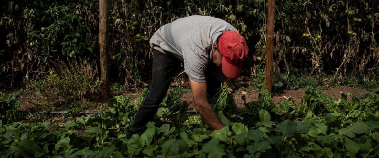 Para avanzar hacia una agricultura sustentable: SAG prohibe uso de 14 grupos de plaguicidas