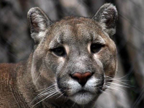 SAG presenta denuncia tras reportes por presunta matanza de pumas en Cochamó