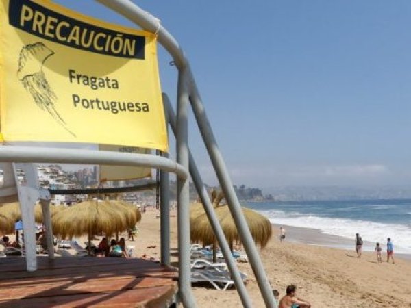 Autoridades activan alertas sanitarias por fragata portuguesa en playas de Chile