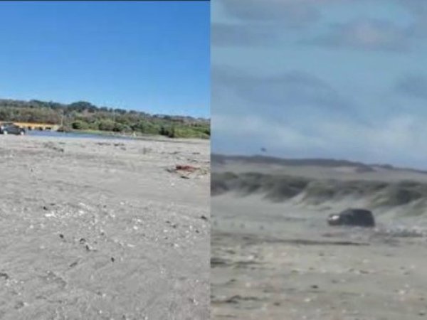 Conductor irrumpe en humedal protegido de Quintero arrasando con zona de anidación