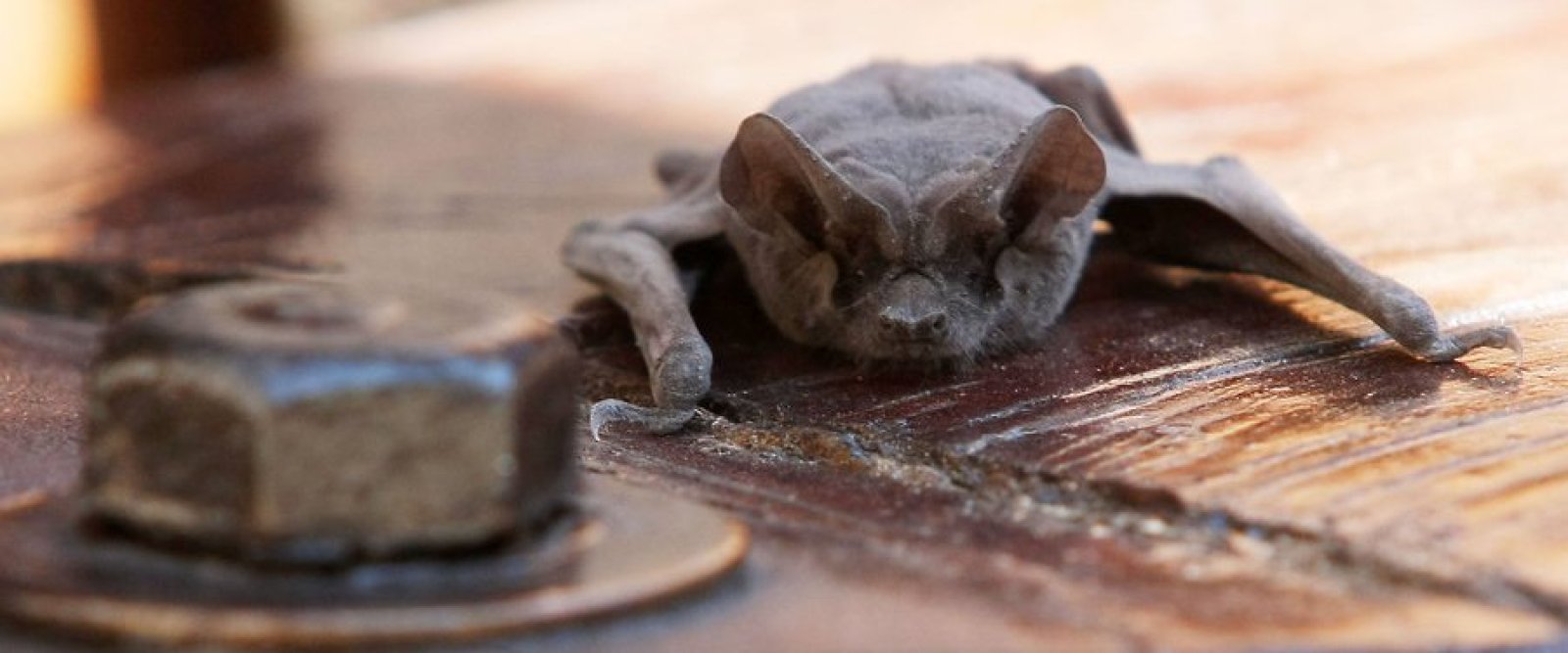 ISP confirmó caso de rabia en murciélago en Frutillar Bajo y activó protocolos preventivos