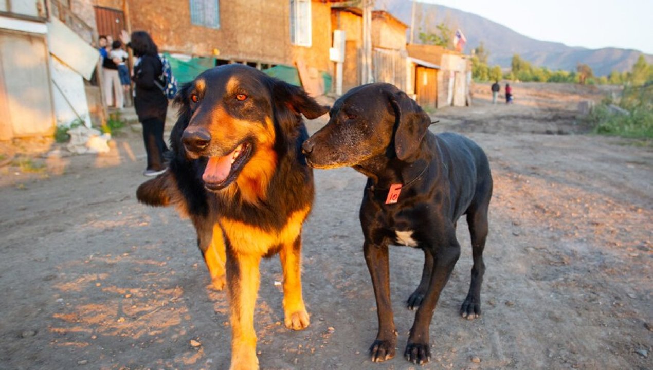 /actualidad/informe-uc-propone-eutanasia-de-perros-abandonados-en-casos-de-riesgo-y