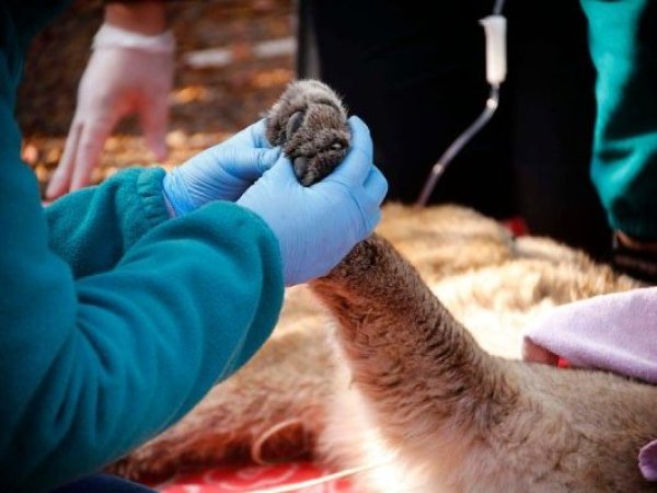 SAG denunciará muerte de puma hallado con decenas de perdigones en Cajón del Maipo