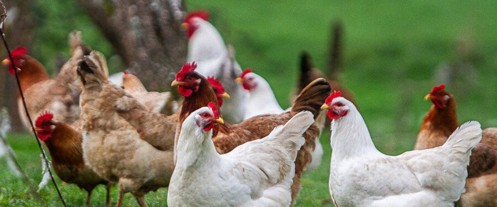 Chile recupera condición de país libre de influenza aviar en aves de corral