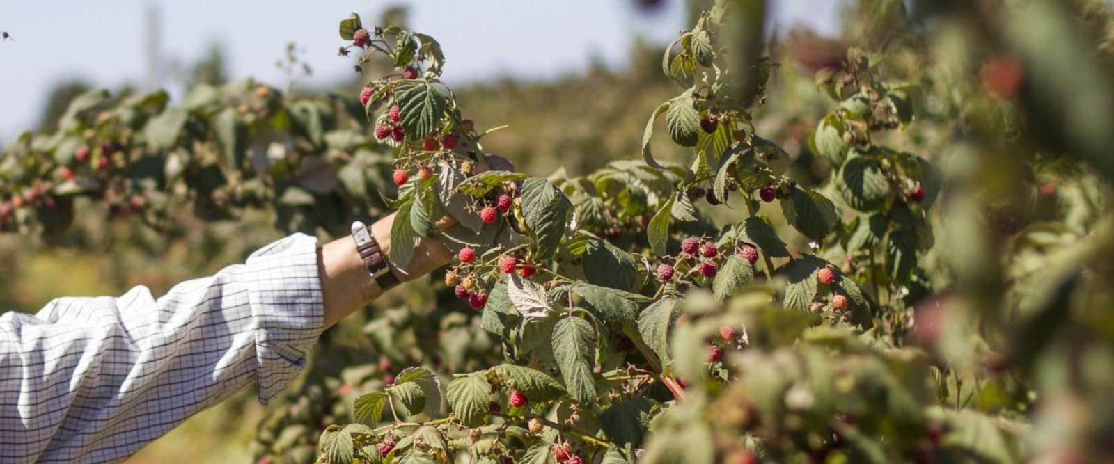 Cuenta Pública Minagri: Ejecutivo fija prioridades para la cartera con énfasis en el desarrollo agrícola
