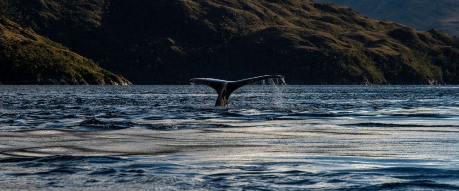 Comunidad Kawésqar y Greenpeace en alerta por amenazas a ballenas